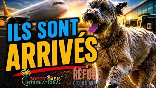 Miniature : ILS SONT ARRIVÉS… 🇬🇫✈️ 5 chiens de Guyane arrivent au refuge
