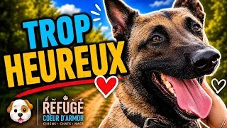 Miniature : CE CHIEN ÉTAIT TROP HEUREUX ❤️
