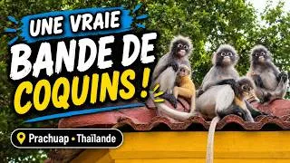 Miniature : Dusky Langurs à Prachuap 🐒 Jeux, gourmandise et moments adorables