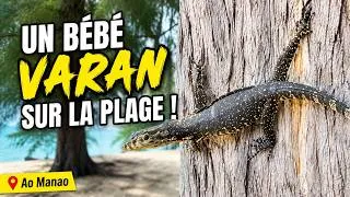 Miniature : Ao Manao : notre rencontre avec un bébé varan sur la plage 🦎