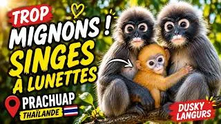Miniature : Les adorables singes à lunettes de Prachuap | Dusky Langurs en Thaïlande