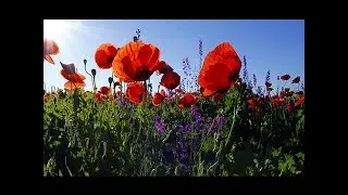 Miniature : DÉTENTE À LA CAMPAGNE – Oiseaux Champs Fleurs Ruisseau – Calme le Stress – Sommeil Réparateur