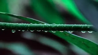 Miniature : RELAXATION PAR LES SONS DE LA NATURE SONS DE LA PLUIE SONS DE L'ORAGE VIDÉO DE LA FOUDRE DE NUIT