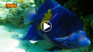 Miniature : 🤿Le géant des récifs 4 minutes avec le Poisson ange géographe 4K