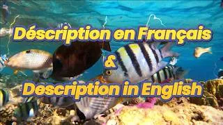Miniature : 🤿13 merveilles de Mer Rouge : Guide et particularités (Cc English) 4K