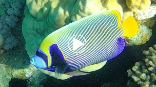 Miniature : 🤿 Le magnifique Poisson Ange Empereur  joyau des récifs (Pomacanthus imperator)