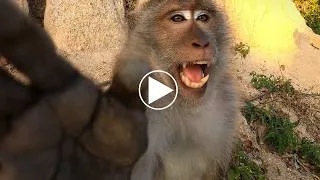Miniature : Un Singe attaque mon matériel ! Rencontre imprévue au bord de la route.