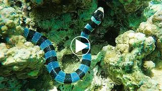 Miniature : 🤿J'ai filmé ce serpent mortel à moins d'un mètre ! (Laticauda colubrina)