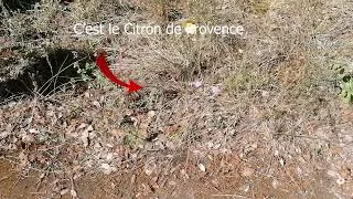 Miniature : La réserve naturelle de l'Ilon : une mosaïque de milieux aux frontières de la Crau