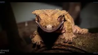 Miniature : Du reptiles ! Du reptiles ! Du reptiles