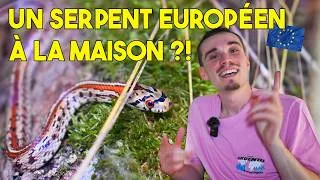 Miniature : ÉLEVER UN SERPENT EUROPÉEN ?! - Présentation Zamenis situla