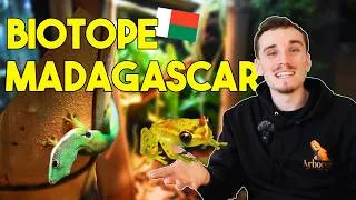 Miniature : J'AI CRÉÉ UN VÉRITABLE BIOTOPE MADAGASCAR POUR CES GRENOUILLES TRÈS RARES !!