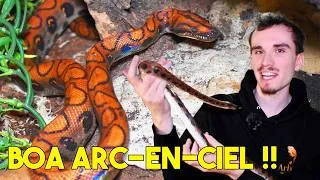 Miniature : J'AI ADOPTÉ UN SERPENT DE RÊVE: BOA ARC-EN-CIEL !! (Epicrates cenchria)