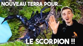 Miniature : ON INSTALLE LE SCORPION GRÂCE À ZOOMED !! (Update Heterometrus)