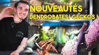 Miniature : CE NOUVEAU GECKO VOUS A FASCINÉ !! - Nouveautés dendrobates & geckos