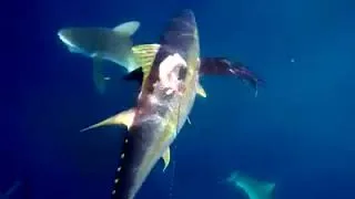 Miniature : Des requins veulent prendre la pêche d'un chasseur.. inconscient !!!
