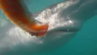 Miniature : Le mouvement de la mâchoire de requin