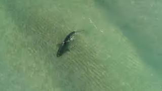 Miniature : Un requin tigre filmé par un drône nage très proche des baigneurs