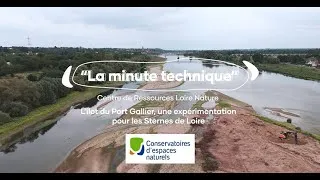 Miniature : Une zone refuge pour les jeunes Sternes de Loire !