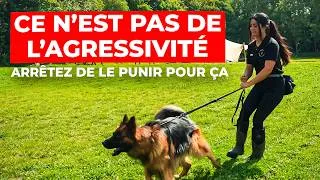 Miniature : Votre chien n'est pas agressif… vous avez juste raté cette étape