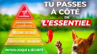 Miniature : Pourquoi ton chien n’écoute pas ? (La vraie raison que personne ne t’explique)