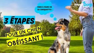 Miniature : Chien qui n'écoute RIEN ! 3 étapes pour PROGRESSER !