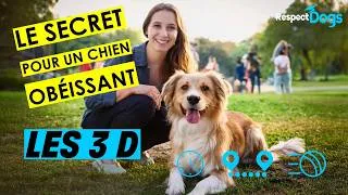 Miniature : Tuto: Les 3D: La méthode pour faire PROGRESSER ton chien !
