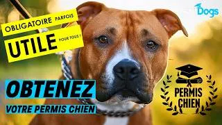 Miniature : Formation pour propriétaire de chien " dangereux" ou Permis Chien