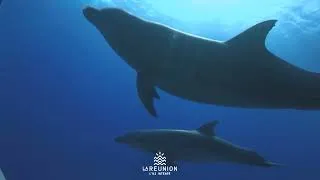 Miniature : Une matinée au rythme de l’océan : à la rencontre de la mégafaune marine de La Réunion