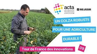 Miniature : 🌱 Un colza robuste pour une agriculture durable !