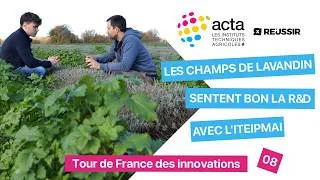 Miniature : 💜 Les champs de lavandin sentent bon la R&D avec l’ITEIPMAI