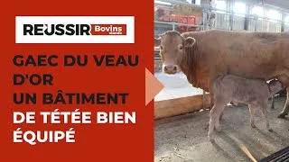 Miniature : Bâtiment de tétée bien équipé : comment le GAEC du Veau d’Or facilite le travail en élevage bovin