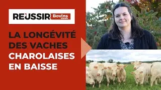 Miniature : Baisse de la longévité des vaches charolaises : le Herdbook charolais créée un nouvel indicateur