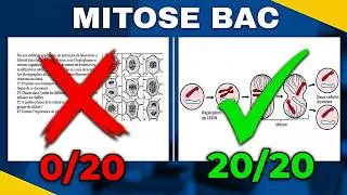 Miniature : Ces exercices de mitose tombent au BAC ! Corrigé complet