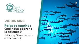Miniature : Les raies et requins de l'océan Indien occidental - Webinaire Gecko