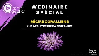 Miniature : Récifs coralliens, une architecture à restaurer - L'heure du Gecko