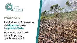 Miniature : La biodiversité terrestre de Mayotte après le cyclone Chido - L'heure du Gecko