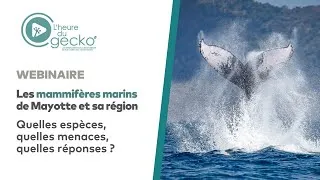 Miniature : Les mammifères marins de Mayotte et sa région  - L'heure du Gecko
