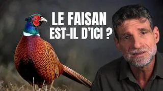 Miniature : Le faisan est-il d'ici ?