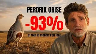 Miniature : Perdrix grise : -93% en 40 ans. L'espèce que seuls les chasseurs défendent