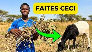 Miniature : L'Aliment Miracle pour Moutons que personne n'utilise