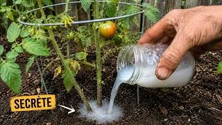 Miniature : Un seul mélange maison… et vos tomates EXPLOSENT DE FRUITS