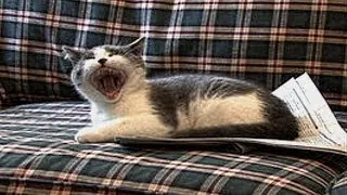 Miniature : I'm a Stupid Cat! - 1 Hour version (1440p)
