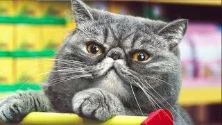 Miniature : Netto Katzen - 1 Hour version (1440p)
