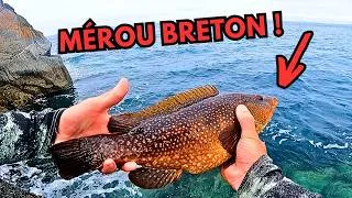 Miniature : Je traque les MEROUS BRETONS ! Pêche du bar et de la vielle en Bretagne