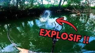 Miniature : Coup du soir en SURFACE : des poissons de DINGUE !