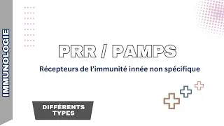 Miniature : Immunité innée / Récepteurs : PRR et la réponse immunitaire non spécifique