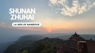 Miniature : La plus grande forêt de bambous de Chine : Balade en forêt de Shunan Zhuhai