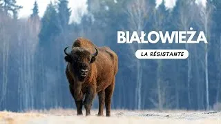 Miniature : Forêt primaire de Białowieża : l'Europe d'il y a 12 000 ans ? Barabara Żukowska et Léo Chapuis