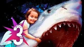 Miniature : ★ Les 3 Histoires de SURVIE à des ATTAQUES de REQUIN les plus Inspirantes ! Requins Attaque Homme!